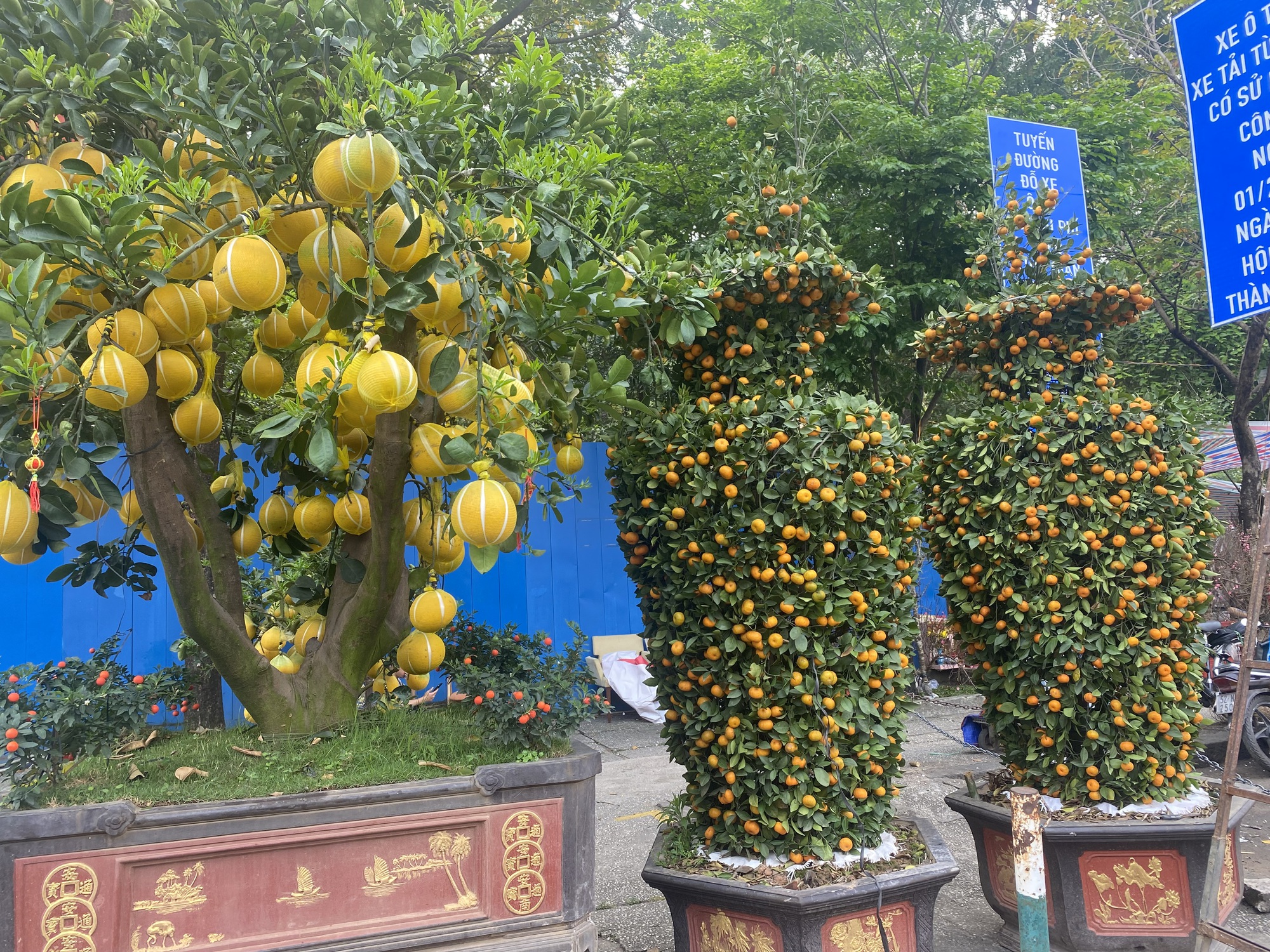 Nhiều hoa, kiểng Tết độc, lạ, gi&aacute; hơn trăm triệu đồng - Ảnh 1.