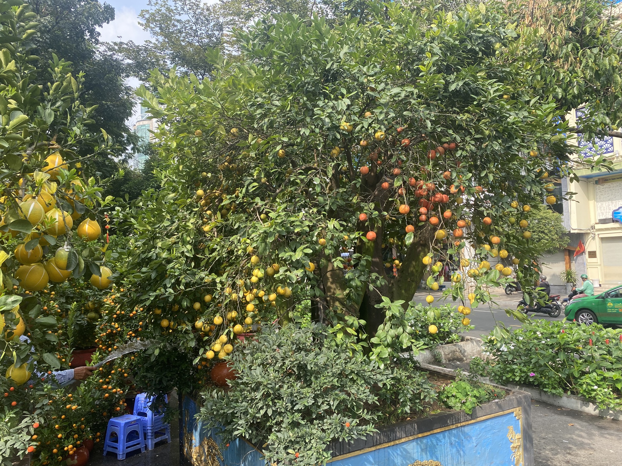 Nhiều hoa, kiểng Tết "độc, lạ", giá hơn trăm triệu đồng