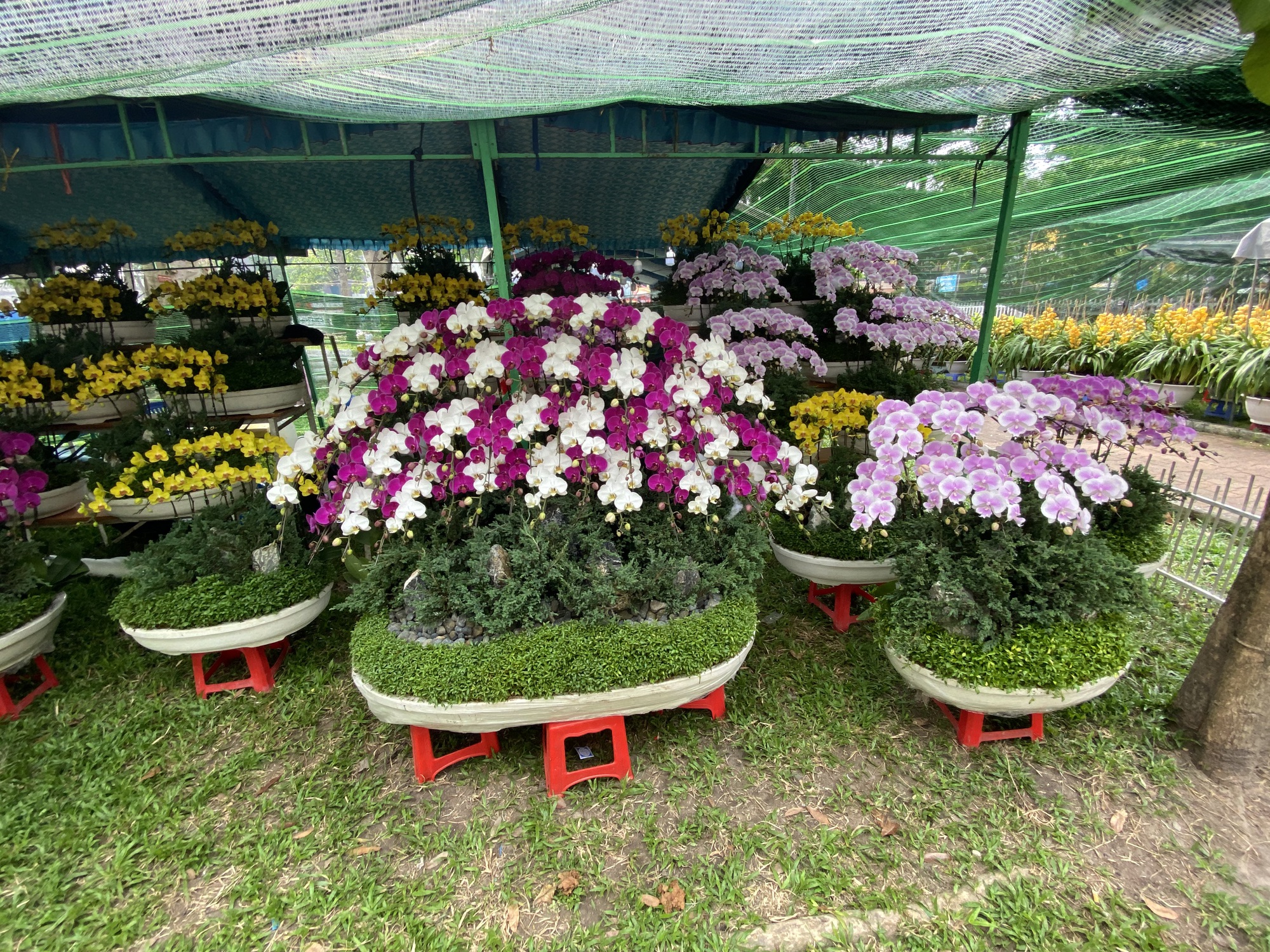 Nhiều hoa, kiểng Tết độc, lạ, gi&aacute; hơn trăm triệu đồng - Ảnh 4.