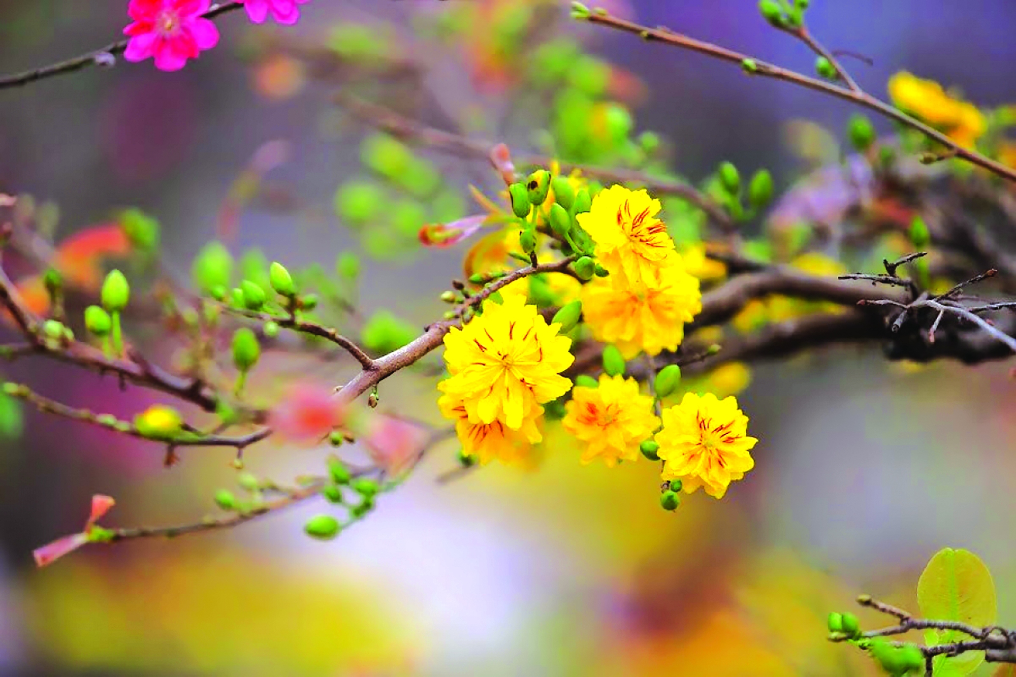 Bài thơ "Hoàng cúc" và "Đi lễ chùa"
