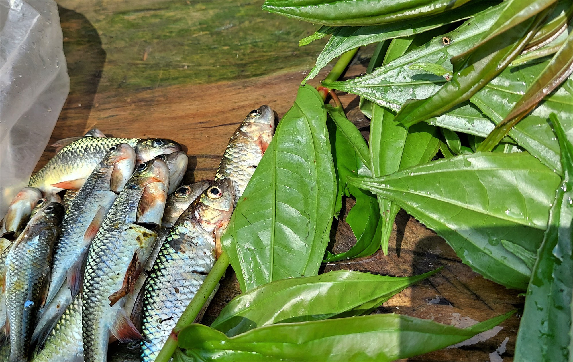 Săn c&aacute; m&aacute;t ở thượng nguồn suối A Tang - Ảnh 4.