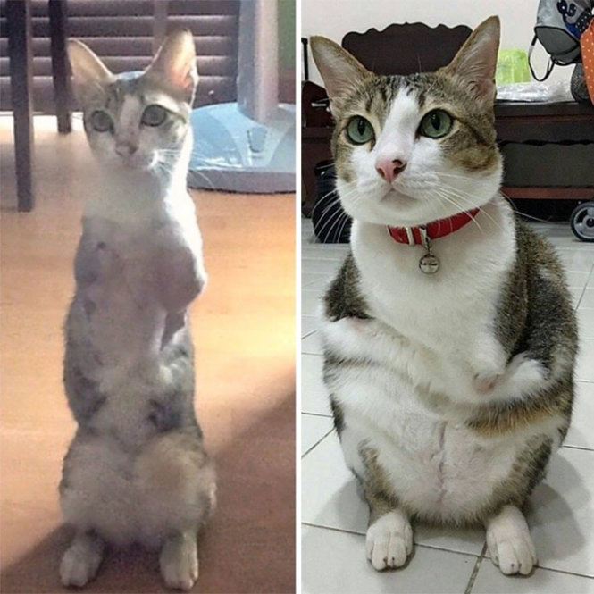 Những ch&uacute; m&egrave;o nổi tiếng tr&ecirc;n mạng x&atilde; hội - Ảnh 4.