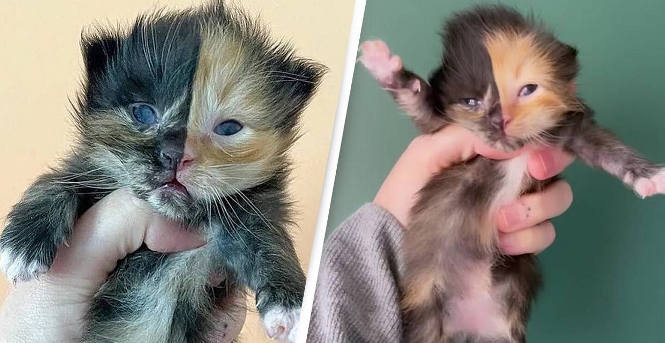 Những ch&uacute; m&egrave;o nổi tiếng tr&ecirc;n mạng x&atilde; hội - Ảnh 3.