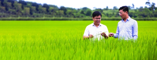 Thương hiệu lúa gạo ở… Tây Nguyên - Ảnh 1.