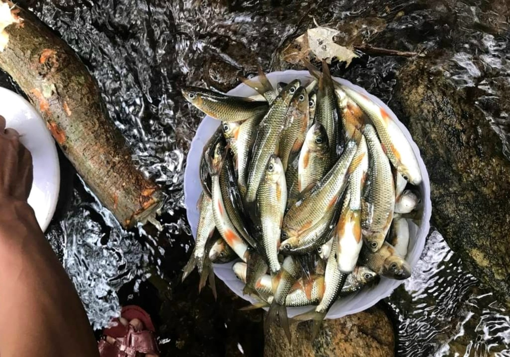 Săn c&aacute; m&aacute;t ở thượng nguồn suối A Tang - Ảnh 5.