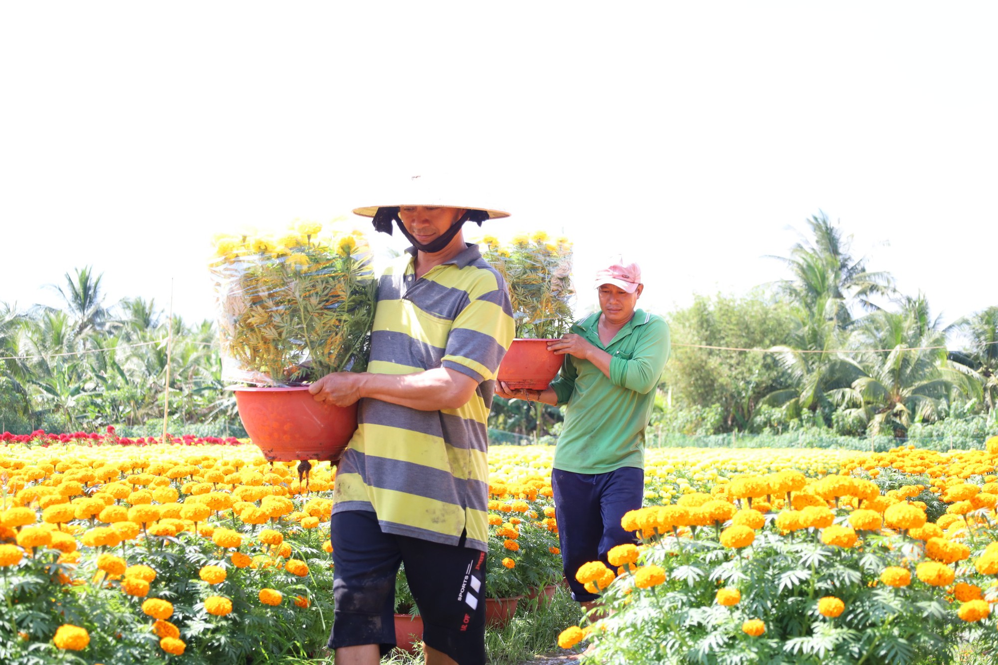 Muôn hoa Tết khoe sắc trên đất Tây Đô - Ảnh 18.