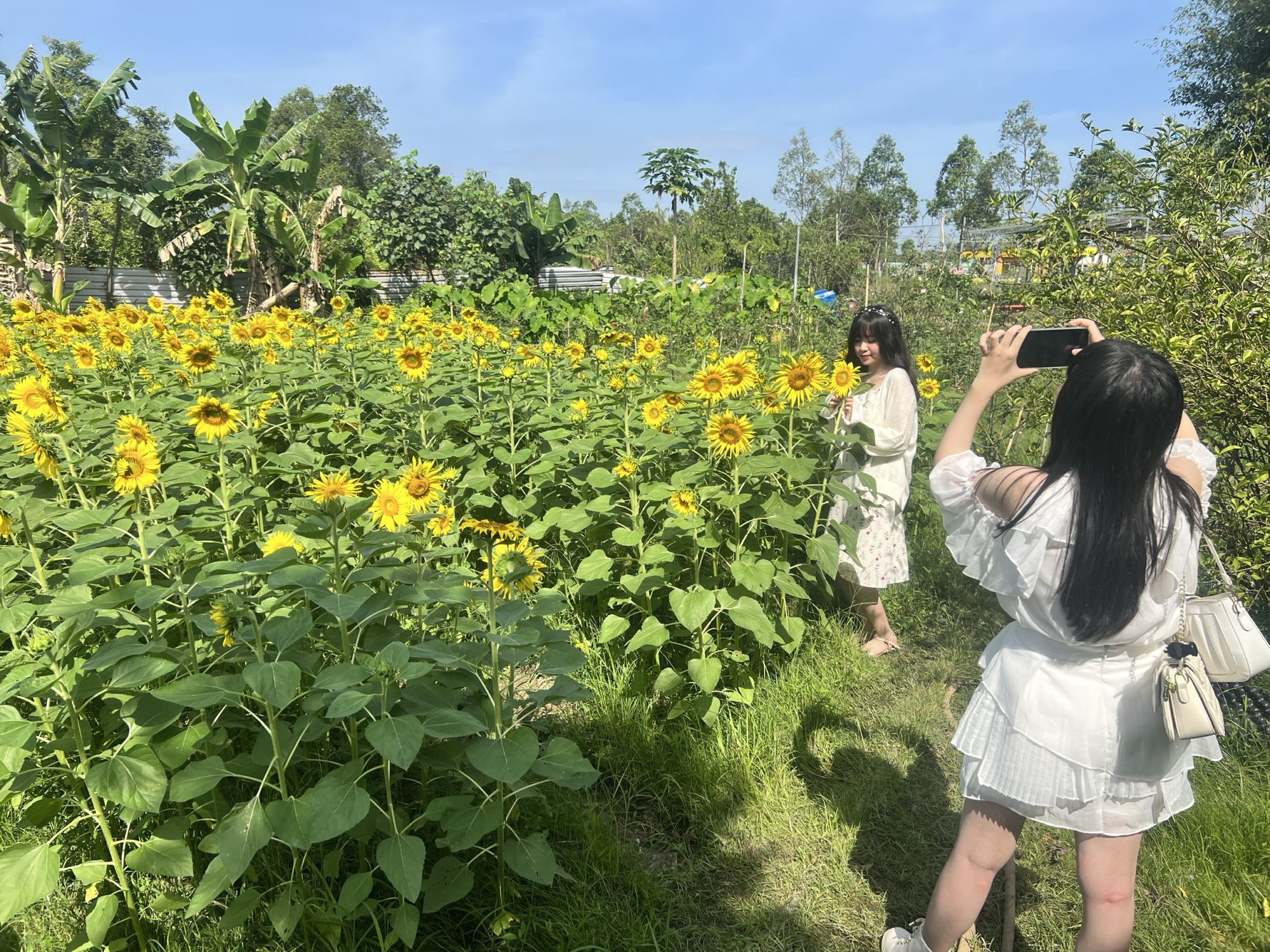Muôn hoa Tết khoe sắc trên đất Tây Đô - Ảnh 7.