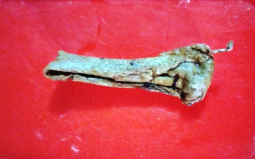 Nỗi oan của con mèo - Ảnh 1.