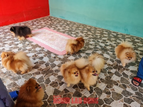 CLIP: Khởi nghiệp nuôi chó xuất khẩu, thu nhập tiền tỉ - Ảnh 3.