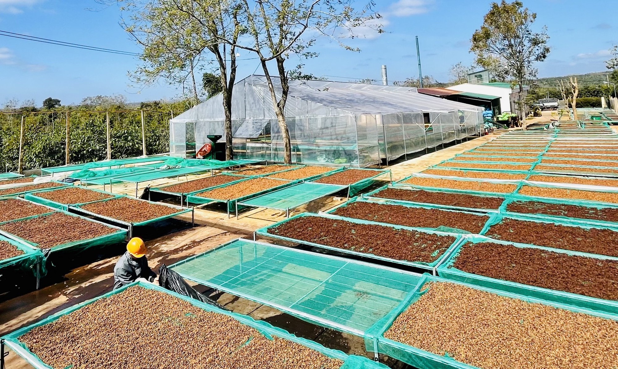 Sản lượng xuất khẩu cà phê của Đắk Lắk cao kỷ lục