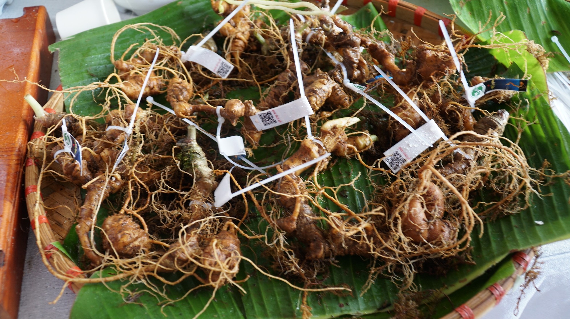 Nhiều kỳ vọng ở phiên chợ sâm Ngọc Linh - Ảnh 3.