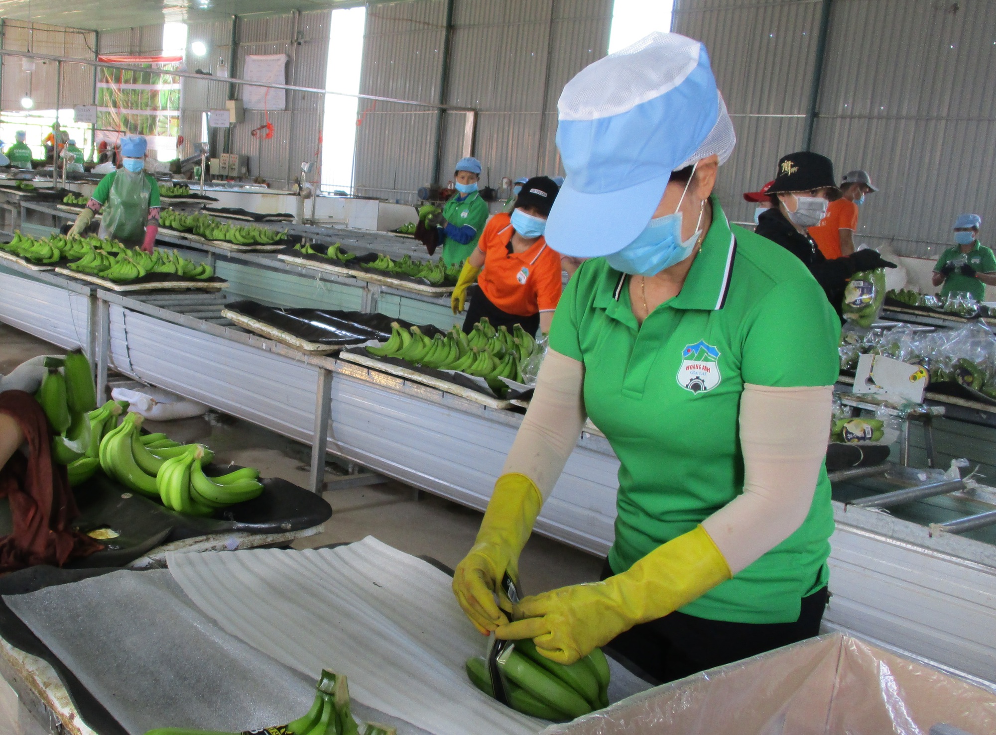 HAGL bị truy thu gần 1,1 tỉ đồng vì khai thuế sai