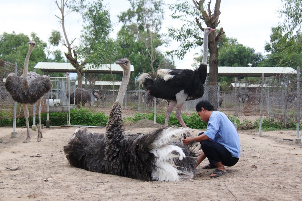 Những "ông đỡ" của đà điểu