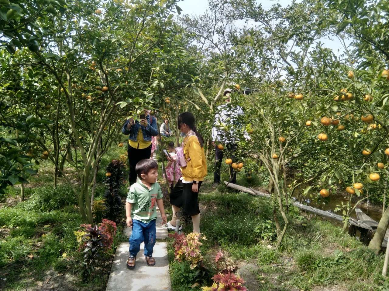 Nh&agrave; vườn trồng qu&yacute;t hồng ở miền T&acirc;y &ldquo;hốt bạc&rdquo; dịp Tết - Ảnh 6.