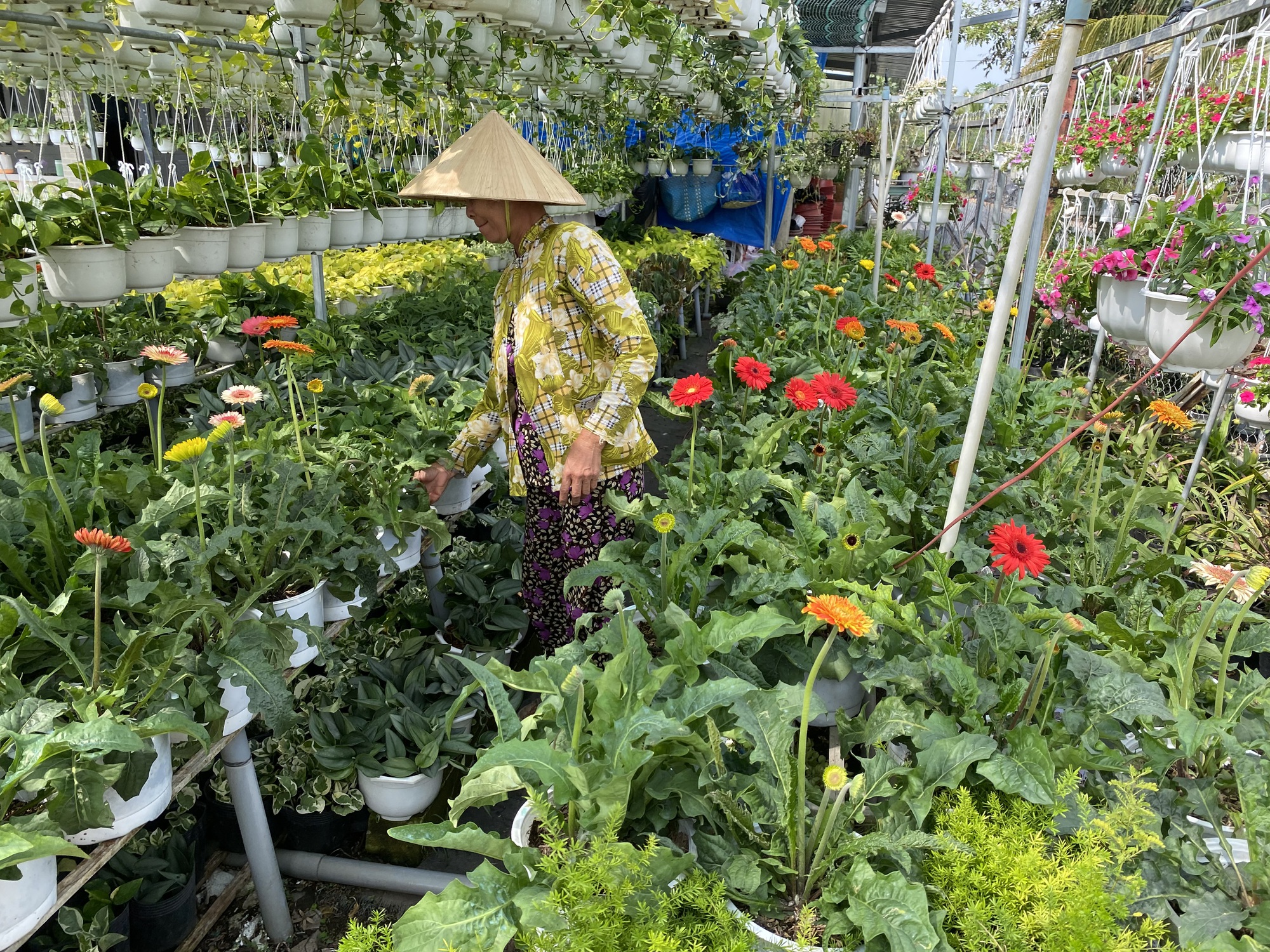 Khách tham quan bất ngờ vì giá hoa Tết tại làng hoa Sa Đéc quá rẻ