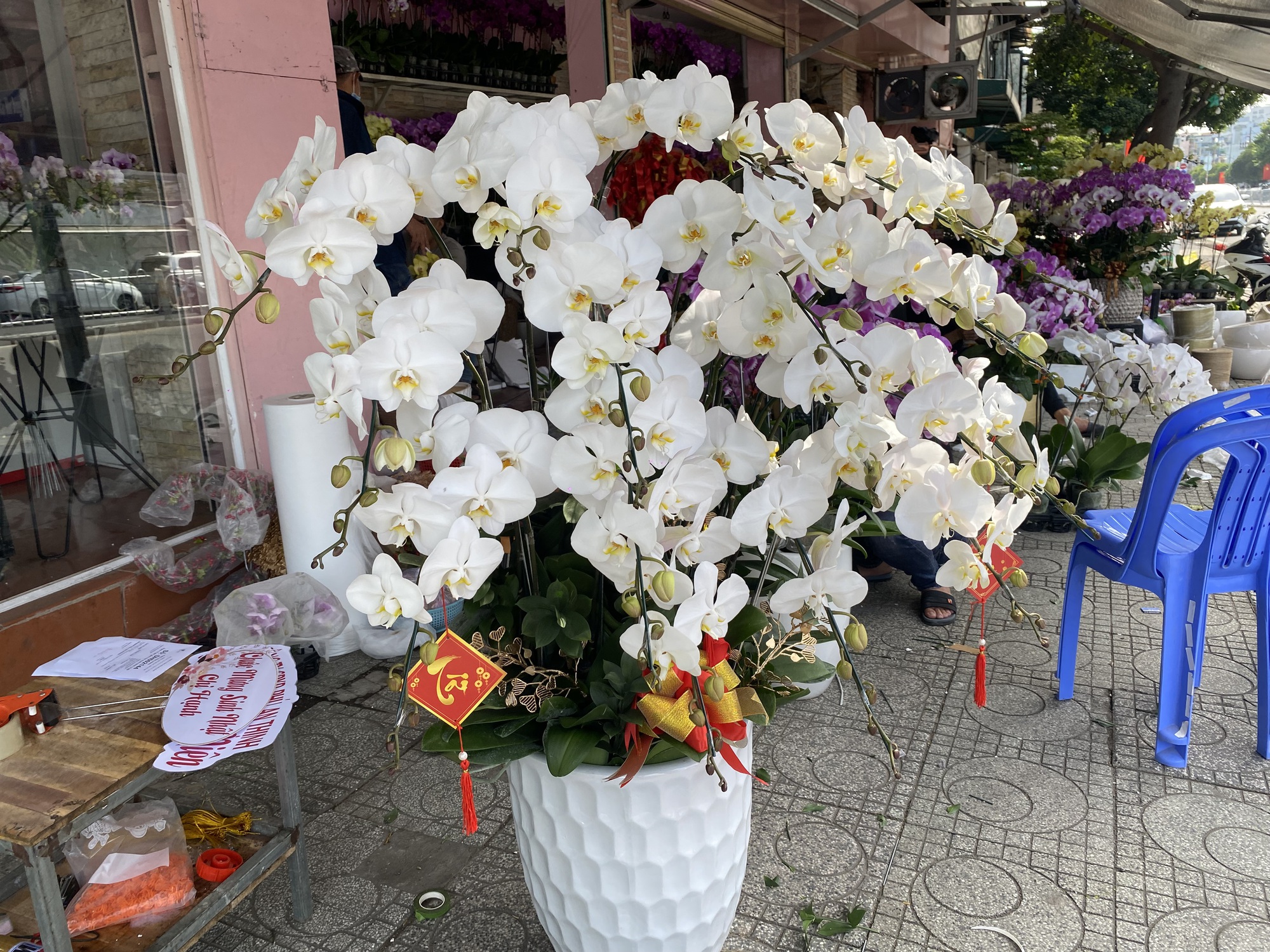 Lan hồ điệp trồng tr&ecirc;n gỗ lũa cả trăm triệu đồng h&uacute;t kh&aacute;ch mua chơi Tết - Ảnh 3.