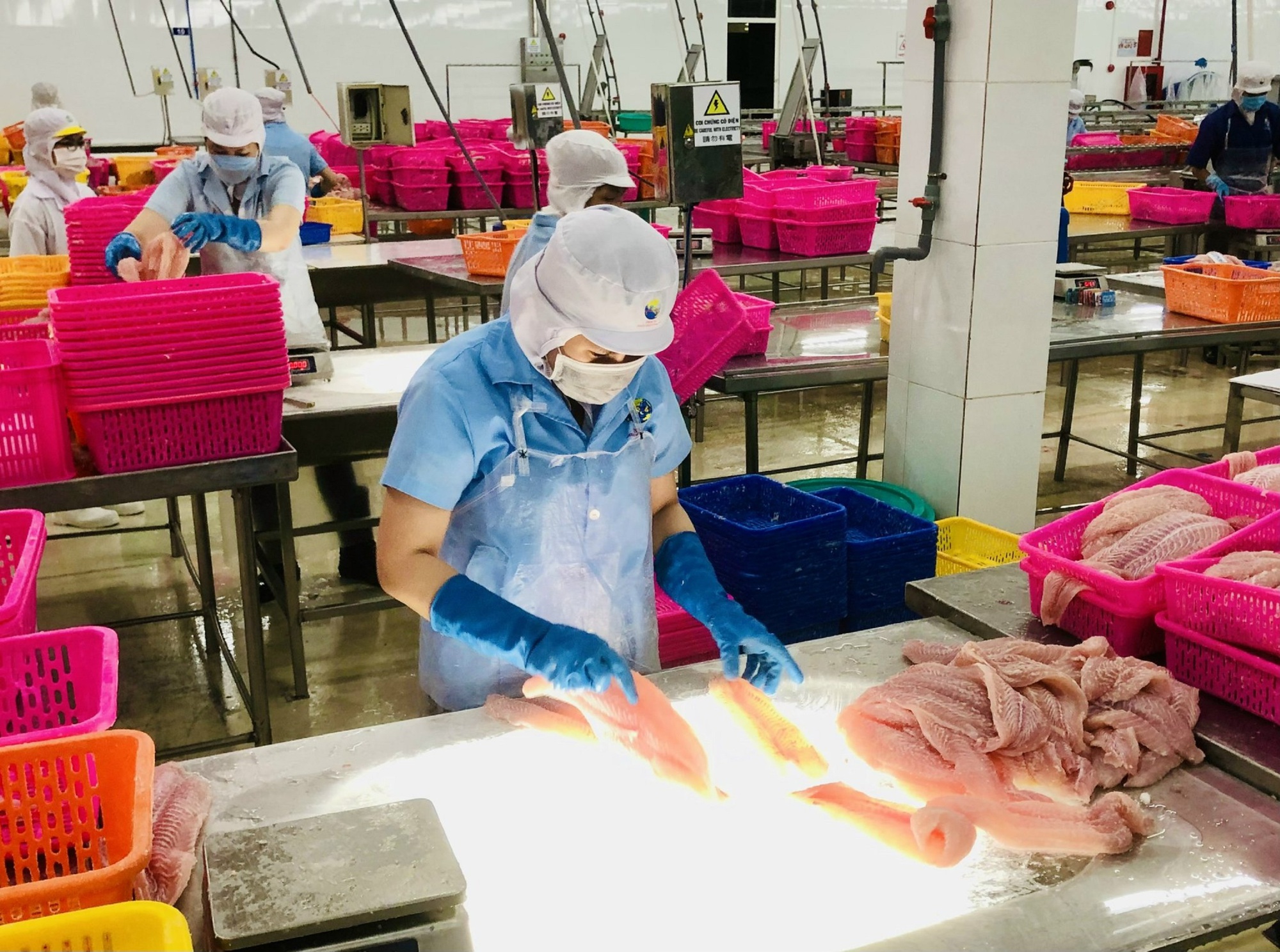 Cơ hội lớn xuất khẩu cá tra sang Trung Quốc - Ảnh 1.