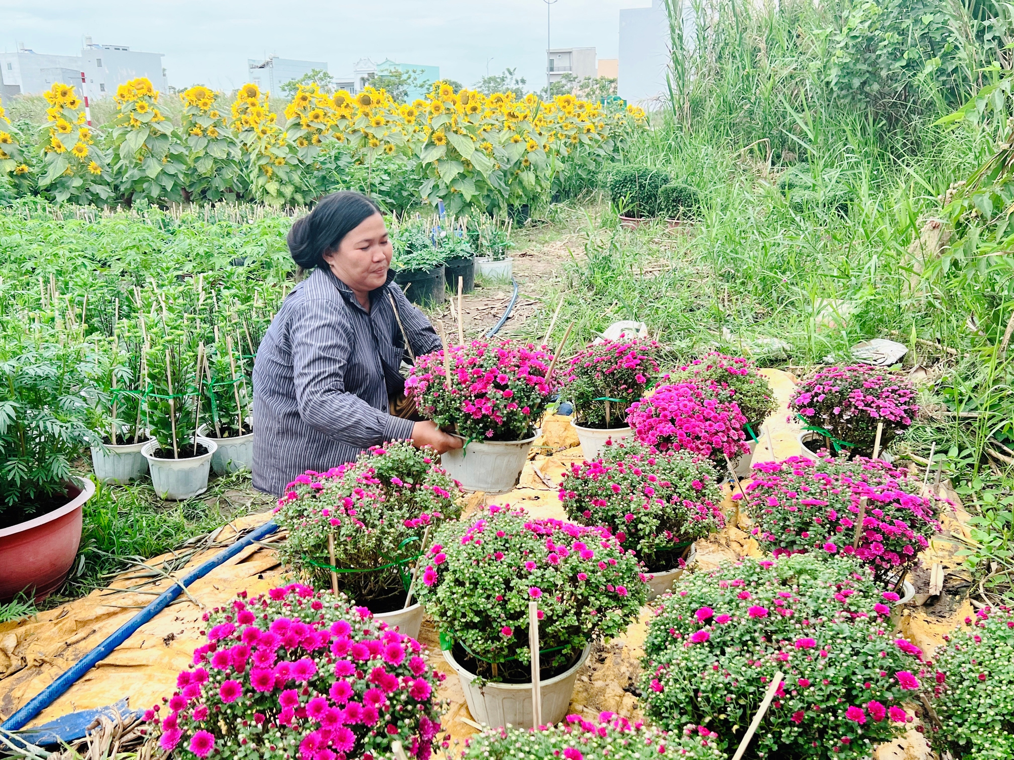 Hoa kiểng, trái cây: Khách chuộng hàng mới, lạ