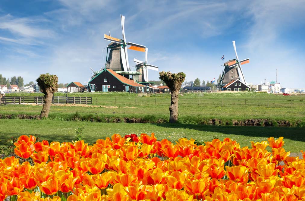 Cùng Vietravel đến Hà Lan khi mùa hoa tulip đẹp nhất!