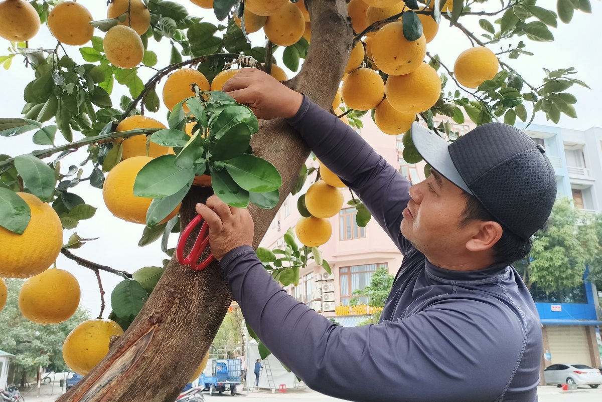 Hoa, cây cảnh ùn ùn về phố phục vụ dân chơi Tết