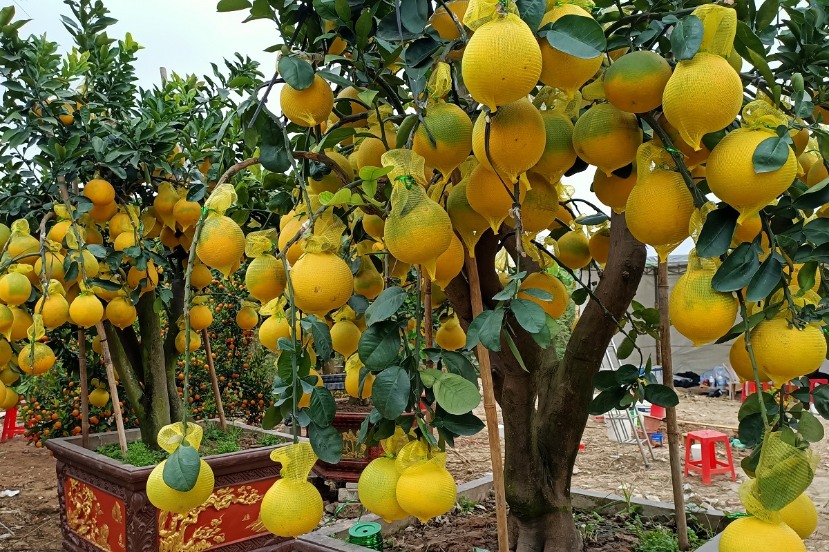 Hoa, cây cảnh ùn ùn về phố phục vụ dân chơi Tết - Ảnh 10.
