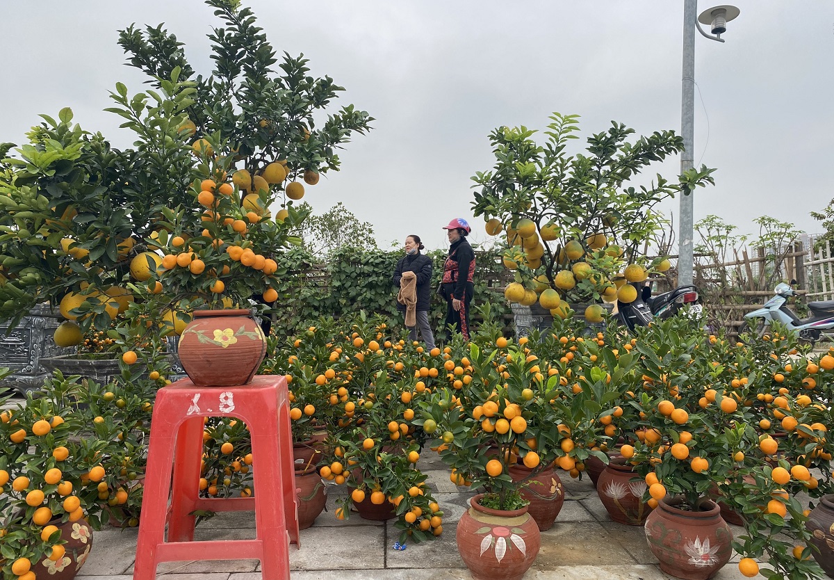 Hoa, cây cảnh ùn ùn về phố phục vụ dân chơi Tết - Ảnh 5.