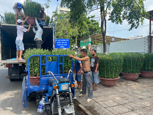 Hoa, kiểng nhộn nhịp v&agrave;o vụ Tết - Ảnh 1.