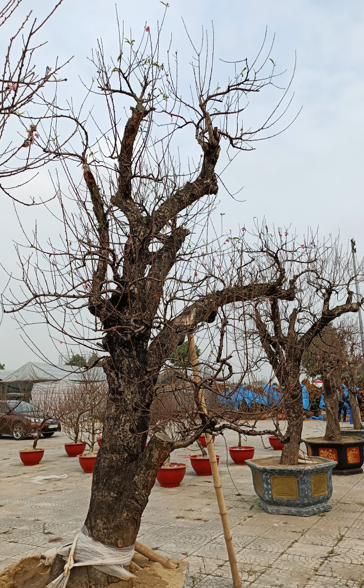 Cho&aacute;ng với gốc đ&agrave;o khủng gi&aacute; gần 100 triệu đồng - Ảnh 8.
