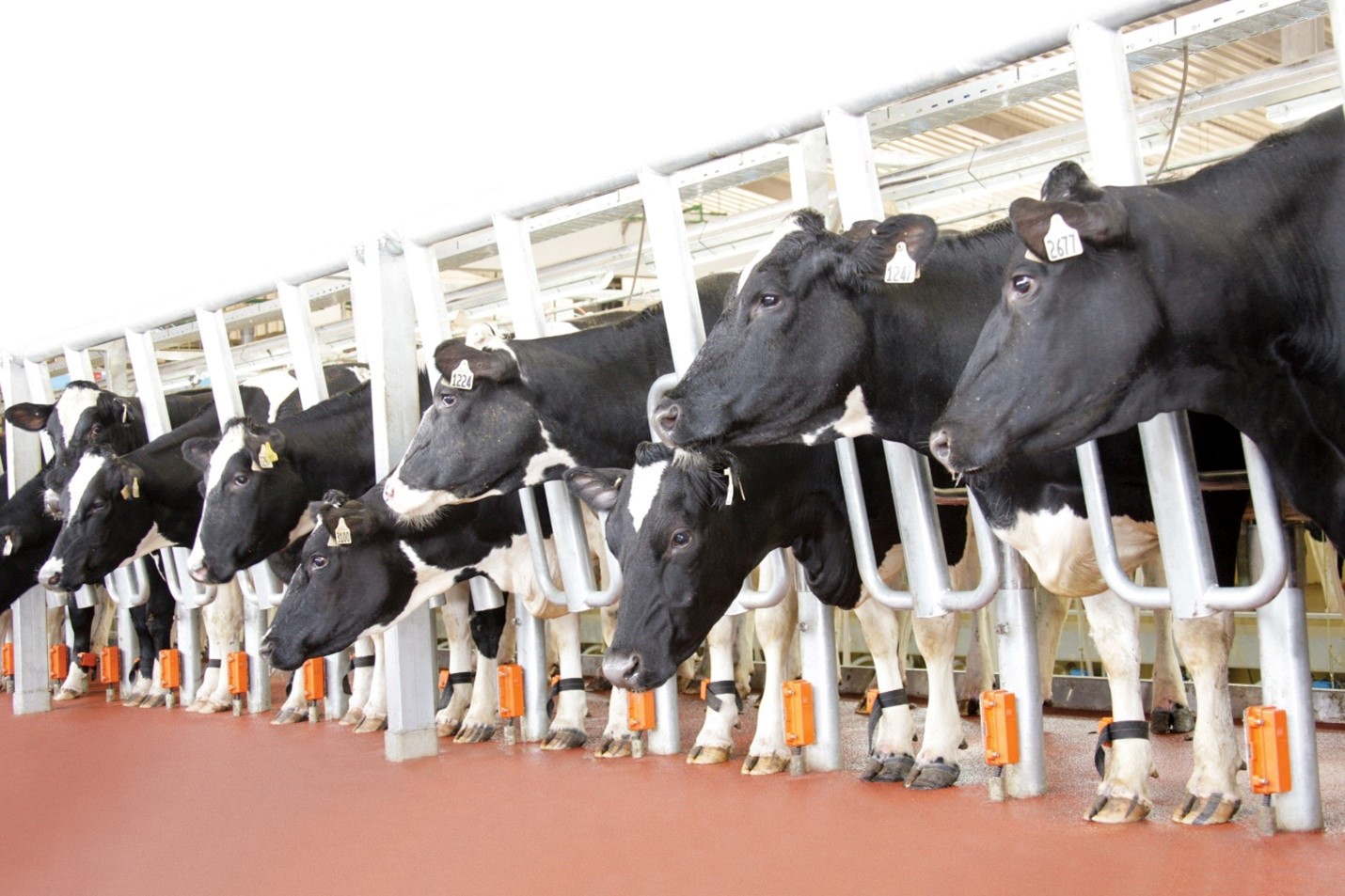 TH true MILK nhận giải thưởng Trang trại chăn nuôi bò sữa tốt nhất Việt Nam - Ảnh 2.