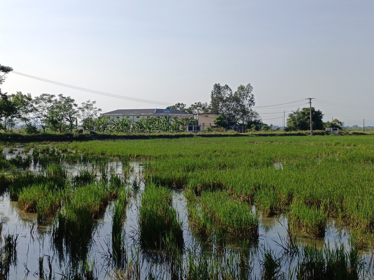 Vỡ đường ống dẫn nước thải, người d&acirc;n cả th&aacute;ng sống chung với m&ugrave;i h&ocirc;i thối - Ảnh 5.