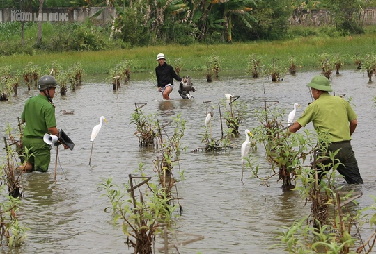 Bẫy t&agrave;n s&aacute;t chim trời lại tr&agrave;n lan tr&ecirc;n c&aacute;c c&aacute;nh đồng ở Thanh H&oacute;a - Ảnh 5.