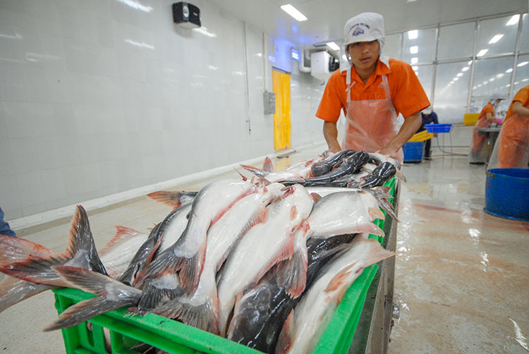 Xuất khẩu cá tra tăng trưởng dương