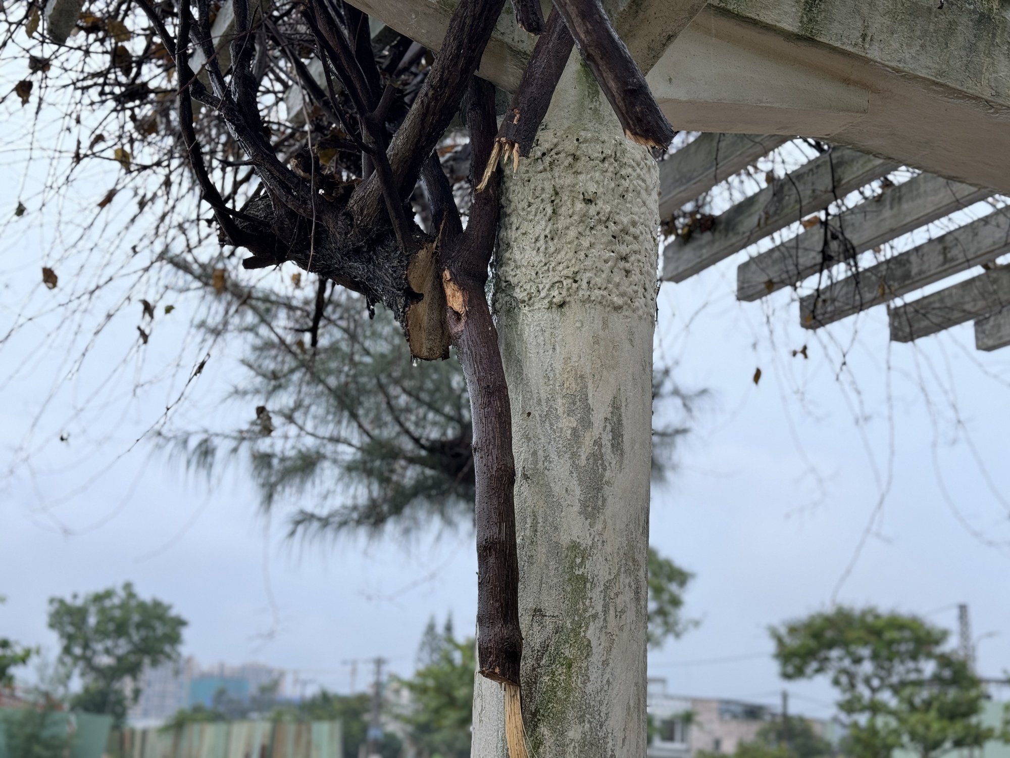 Đ&agrave; Nẵng: C&acirc;y hoa giấy khủng b&ecirc;n bờ biển bị cưa trộm - Ảnh 2.