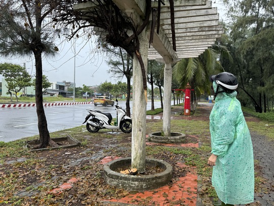 Đ&agrave; Nẵng: C&acirc;y hoa giấy khủng b&ecirc;n bờ biển bị cưa trộm - Ảnh 1.