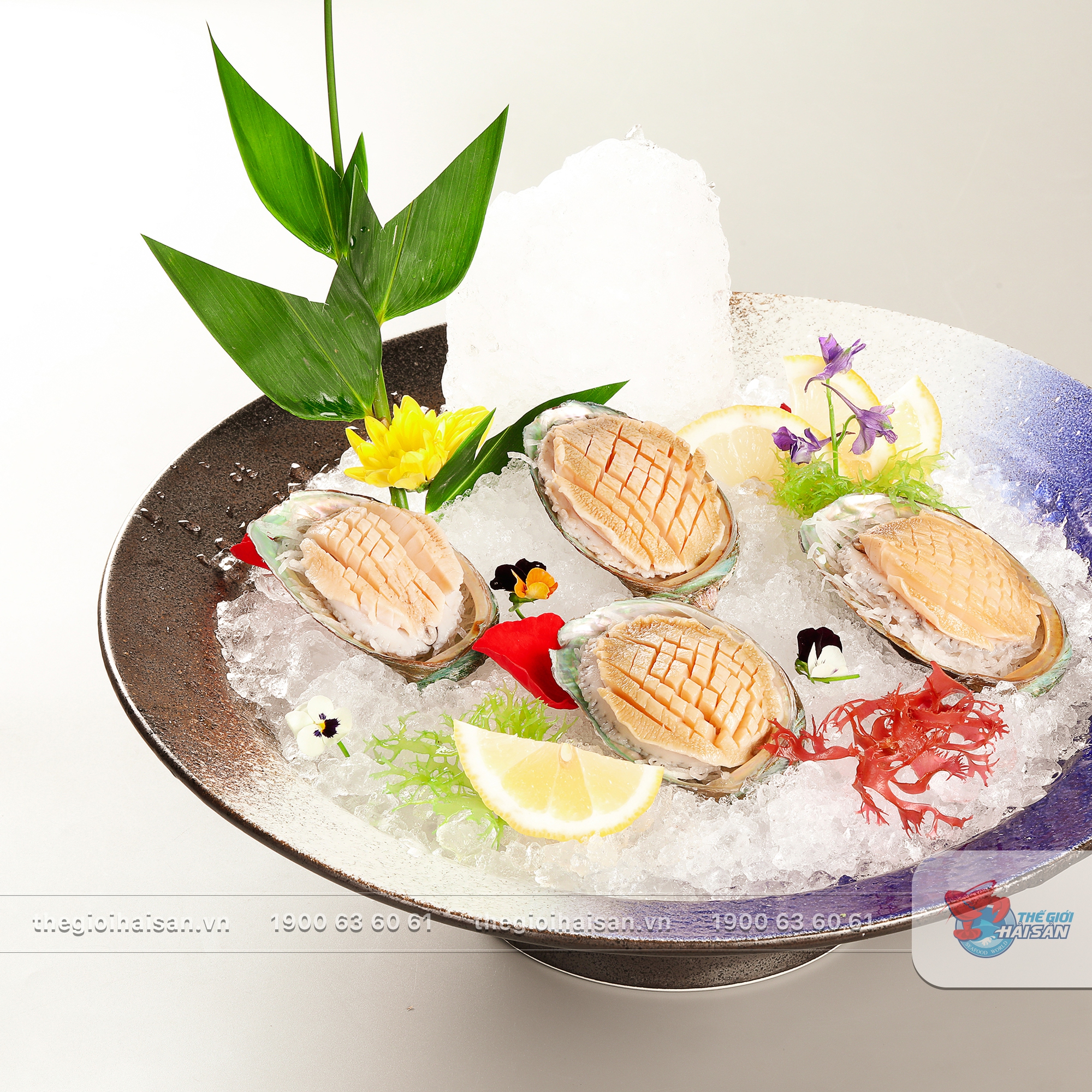 Bào ngư nhập khẩu Hàn Quốc giá chỉ từ 65-100.000 đồng/con