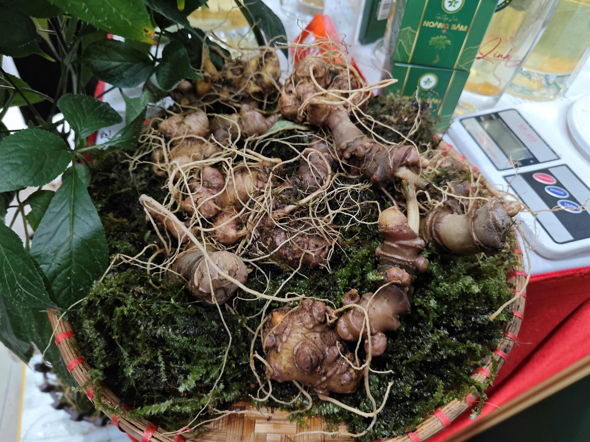 Sâm Ngọc Linh giá 200 triệu đồng/kg được trưng bày tại... chợ công nghệ