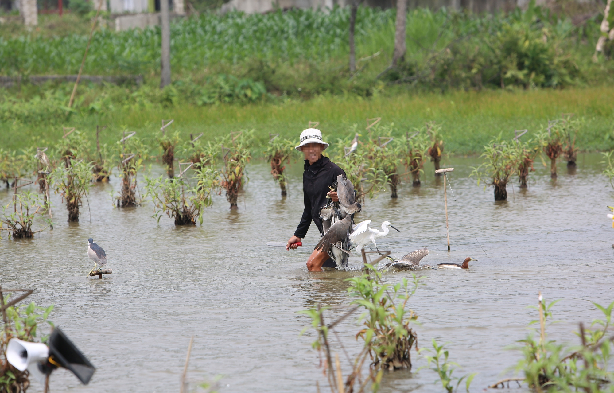 Chim trời thưa vắng