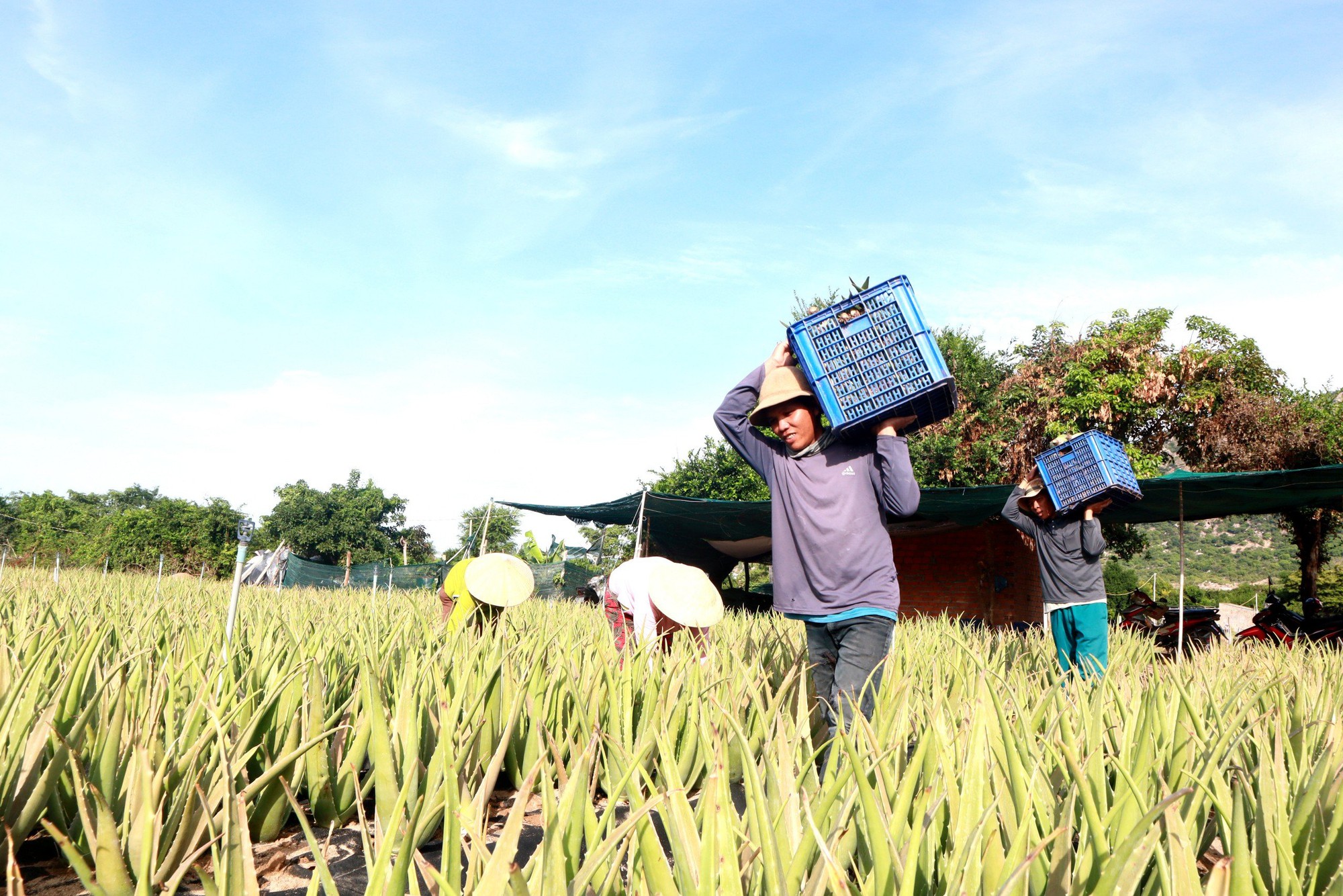 M&agrave;u xanh tr&ecirc;n v&ugrave;ng đất kh&oacute; - Ảnh 1.