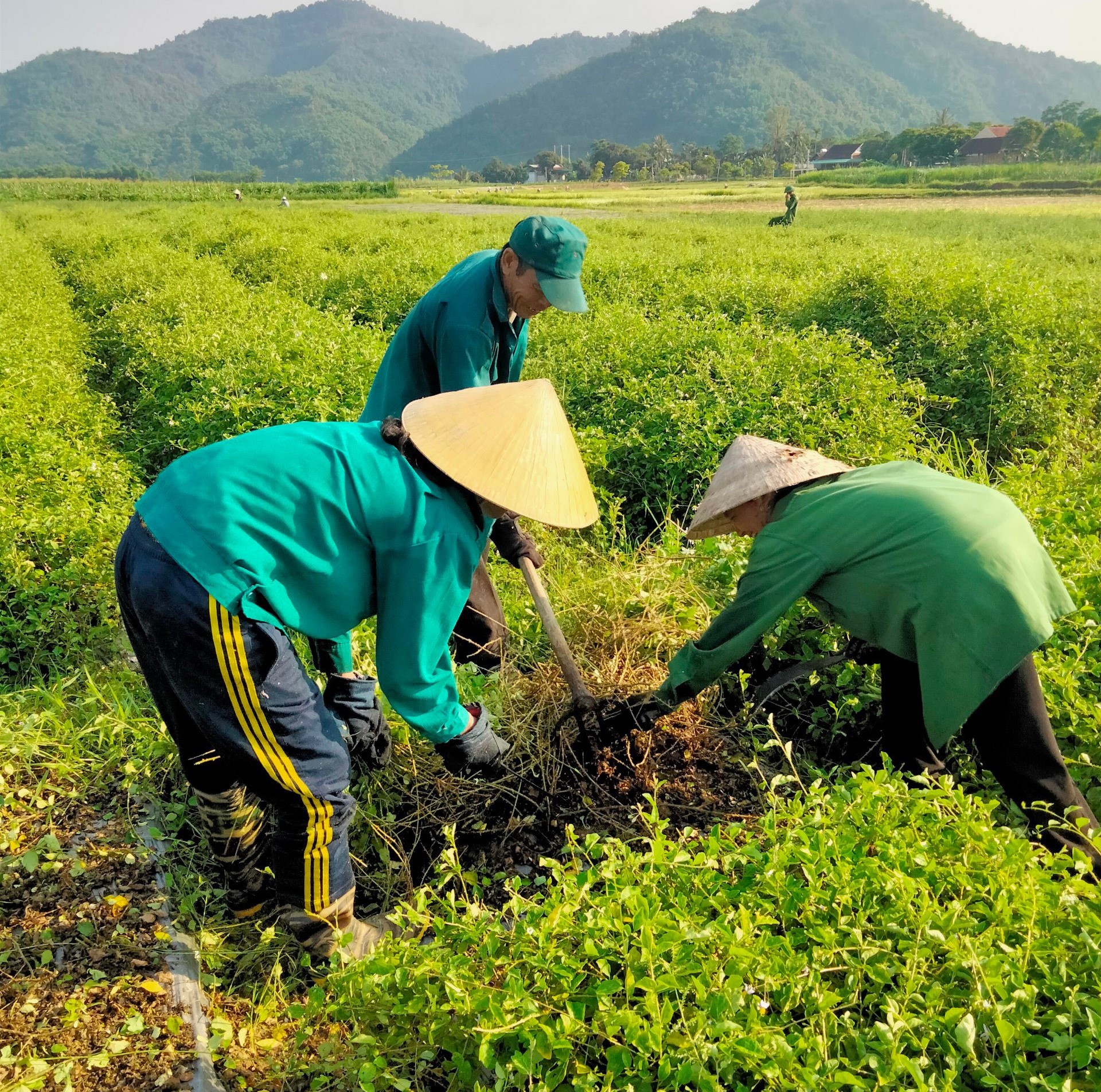 Tho&aacute;t ngh&egrave;o nhờ c&acirc;y dược liệu