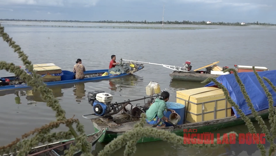 Lũ sắp đạt đỉnh, người dân miền Tây tất bật đánh bắt cá - Ảnh 1.