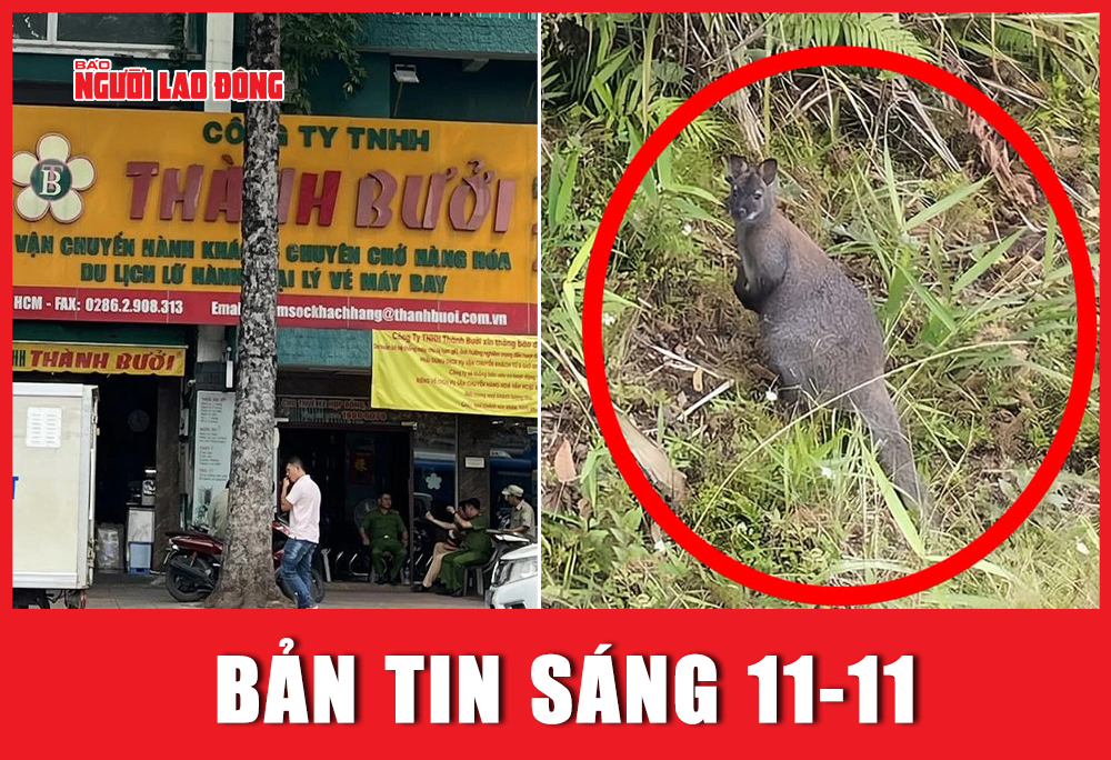 Bản tin sáng 11-11: Tiếp tục khám xét Công ty Thành Bưởi | Bất ngờ phát hiện 3 con chuột túi ở Cao Bằng