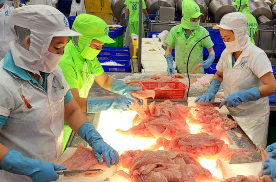 Mở rộng thị trường cho cá tra
