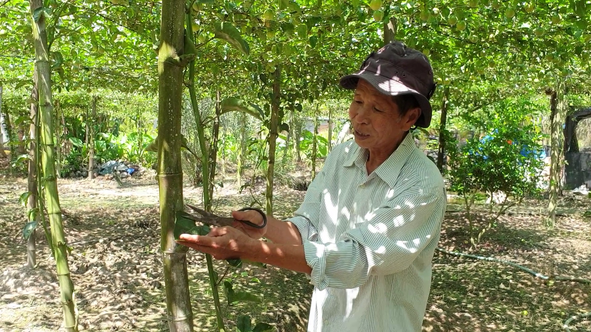 VIDEO: Mô hình trồng giống chanh dây “độc lạ” ở Sóc Trăng - Ảnh 5.