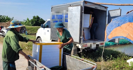 Nu&ocirc;i rươi b&aacute;n 300 ng&agrave;n đồng/kg, n&ocirc;ng d&acirc;n thu chục triệu đồng/ng&agrave;y - Ảnh 7.