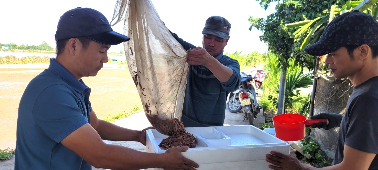 Nu&ocirc;i rươi b&aacute;n 300 ng&agrave;n đồng/kg, n&ocirc;ng d&acirc;n thu chục triệu đồng/ng&agrave;y - Ảnh 6.