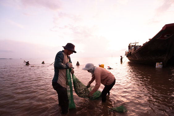 Xuất khẩu nghêu đầy triển vọng