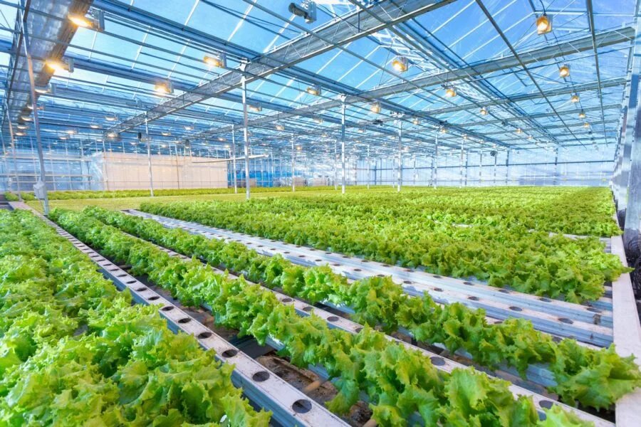Eras Group và Koidra “bắt tay” nâng tầm giá trị sản xuất nông nghiệp bền vững - Ảnh 1.