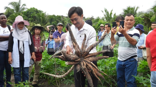 Diện t&iacute;ch c&acirc;y khoai m&igrave; của T&acirc;y Ninh đứng đầu cả nước - Ảnh 1.