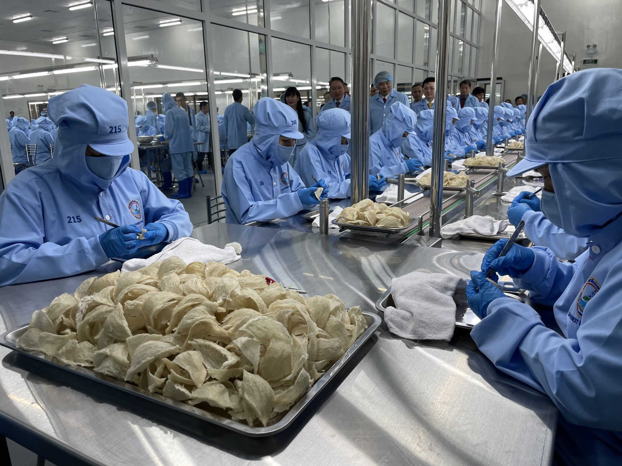 Cận cảnh quy trình chế biến nguyên liệu yến sào Khánh Hòa