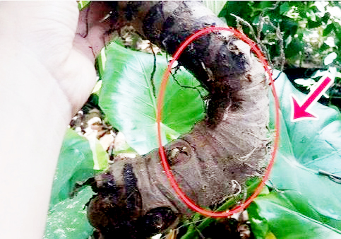 Ăn củ ráy chữa bệnh: Nên hay không? - Ảnh 1.